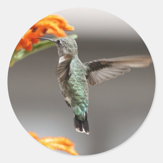 hummingbird large sticker (Front)