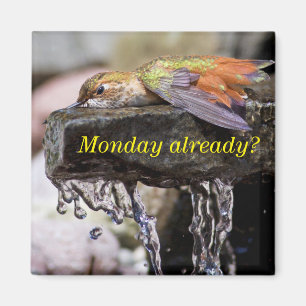 Hummingbird  Laying in Water 2 Magnet