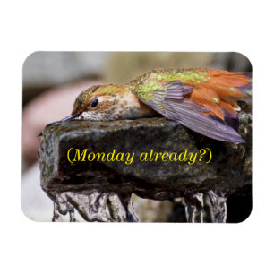 Hummingbird  Laying in Water 2 Magnet