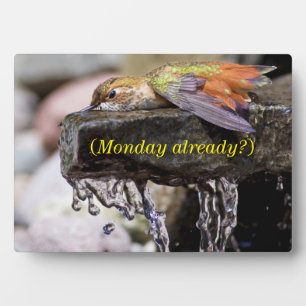 Hummingbird Laying in Water Plaque