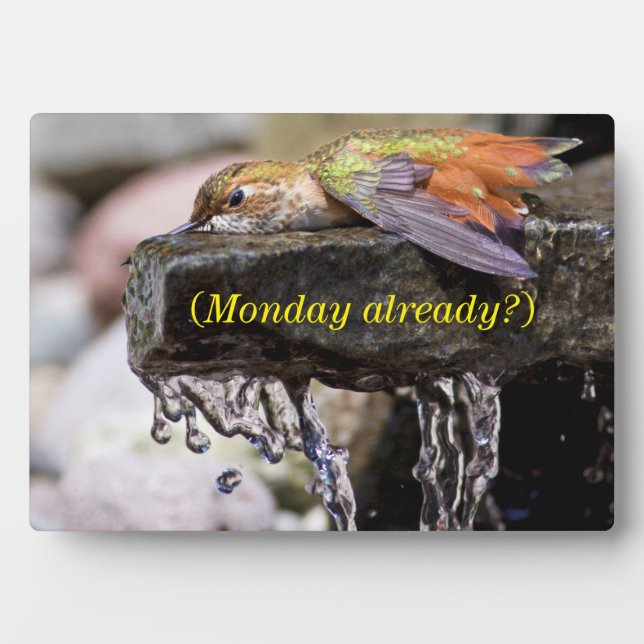 Hummingbird  Laying in Water Plaque (Front)