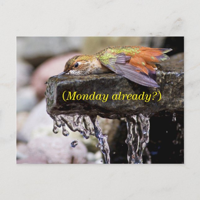 Hummingbird  Laying in Water Postcard (Front)