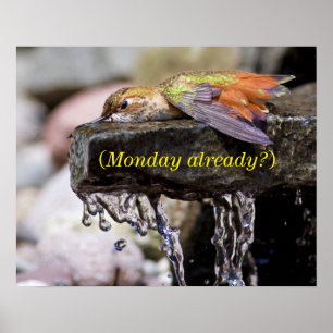 Hummingbird Laying in Water Poster