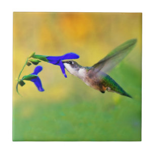 Hummingbird Lunch Ceramic Tile