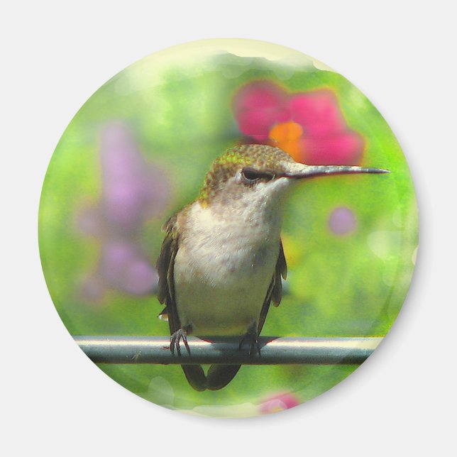 Hummingbird Magnet (Front)