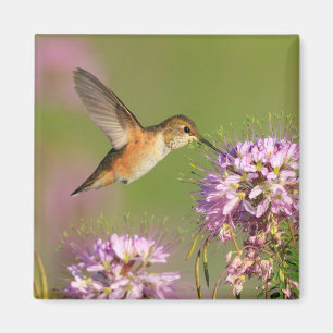 Hummingbird Magnet