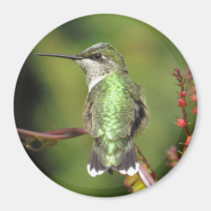 Hummingbird Magnet