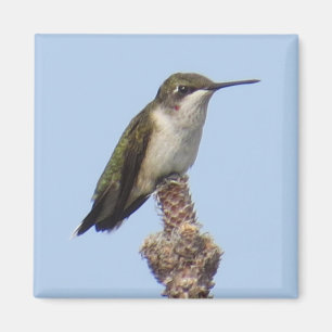 Hummingbird Magnet