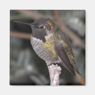 Hummingbird. Magnet