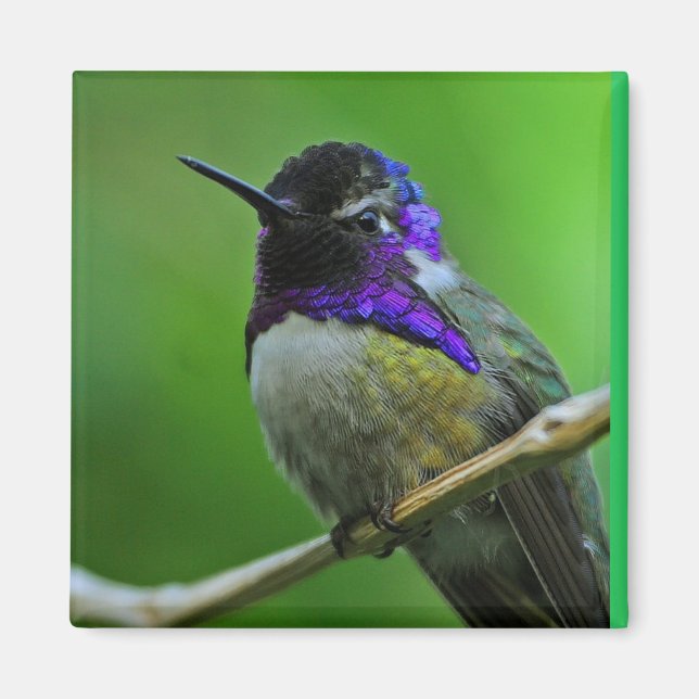 Hummingbird Magnet (Front)