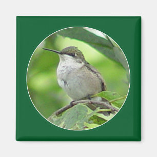 Hummingbird Magnet