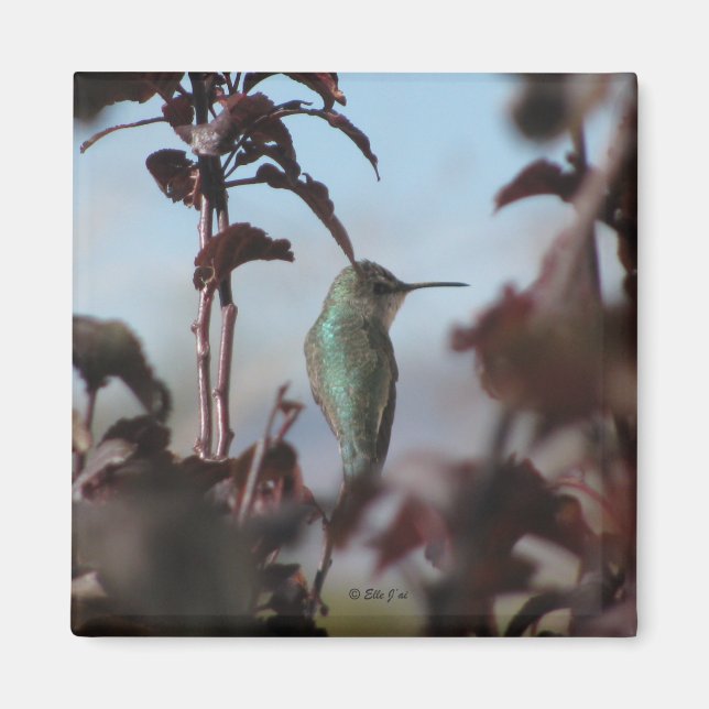 Hummingbird Magnet (Front)