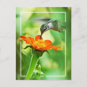 Hummingbird Meal Postcard