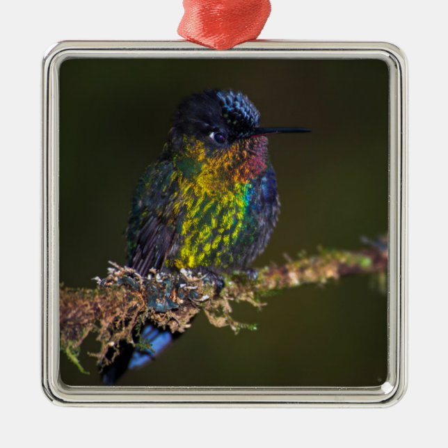 Hummingbird Metal Ornament (Front)