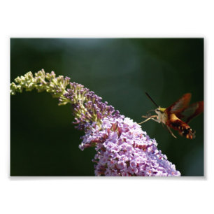 HummingBird Moth 7 x 5 Photographic Print