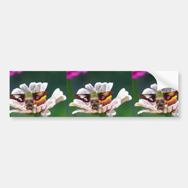 Hummingbird Moth Bumper Sticker (Front)