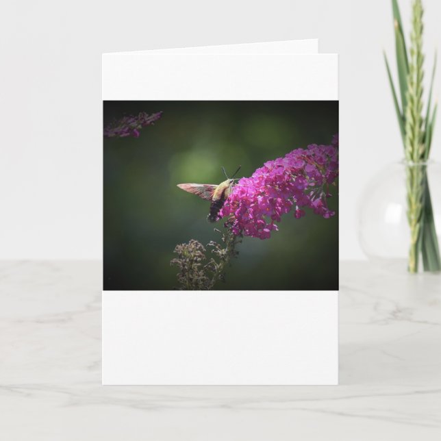 Hummingbird Moth, card (Front)