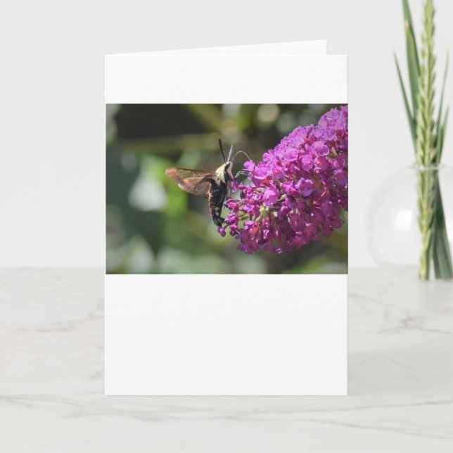 Hummingbird Moth, card (Front)