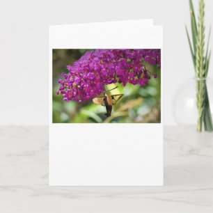Hummingbird Moth, card