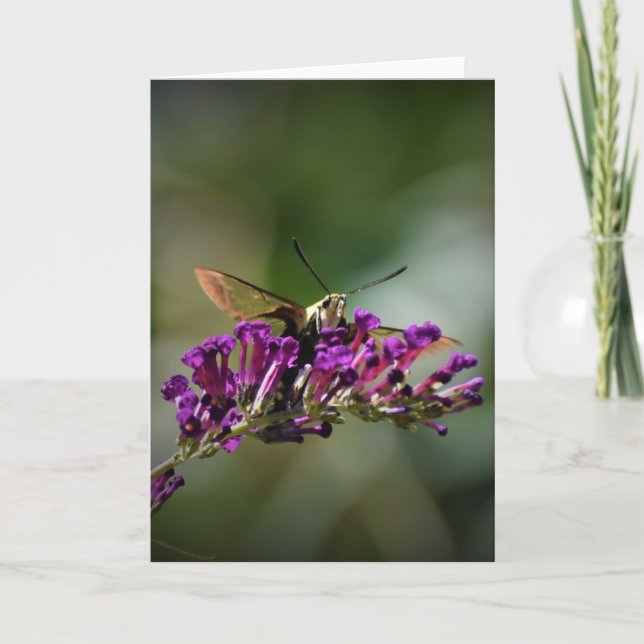 Hummingbird Moth, card (Front)
