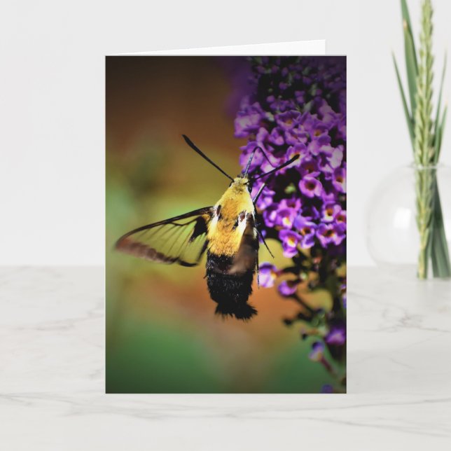 Hummingbird Moth, card (Front)