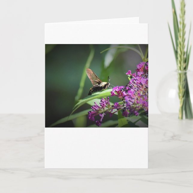 Hummingbird Moth, card (Front)