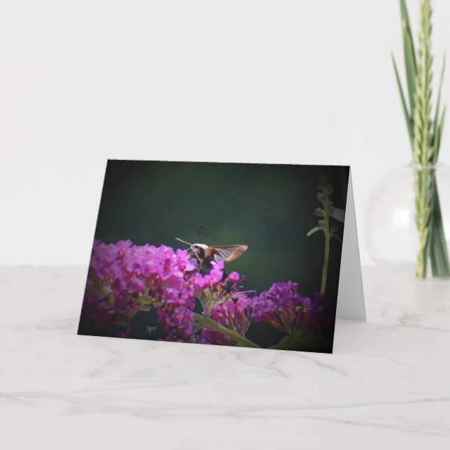 Hummingbird Moth, card (Front)