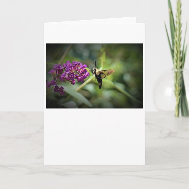Hummingbird Moth, card (Front)