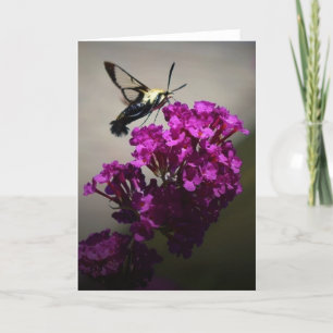 Hummingbird Moth, card