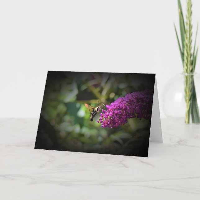 Hummingbird Moth, card (Front)