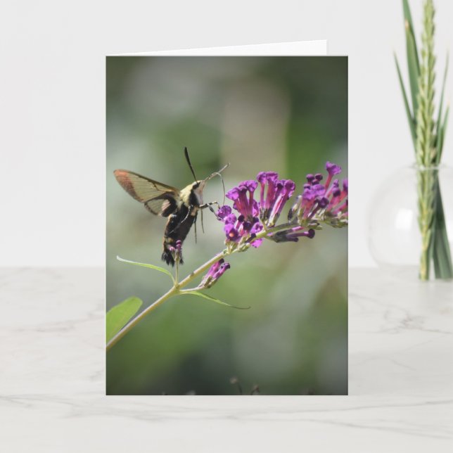 Hummingbird Moth, card (Front)