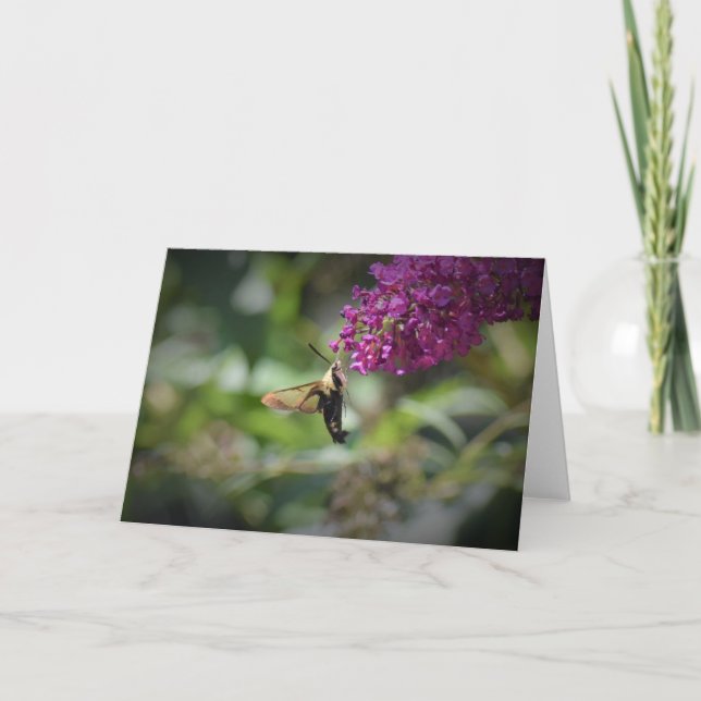 Hummingbird Moth, card (Front)