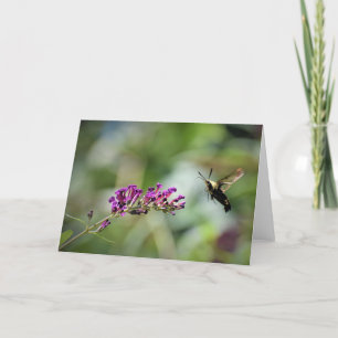 Hummingbird Moth, card
