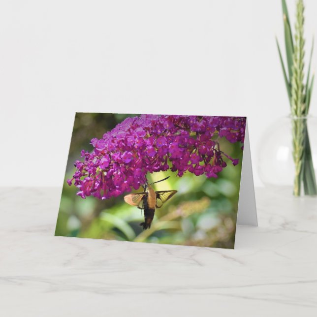 Hummingbird Moth, card (Front)