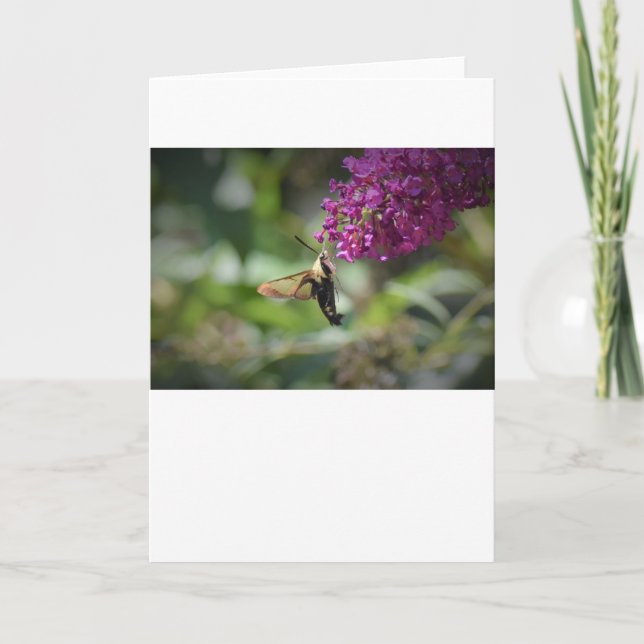 Hummingbird Moth, card (Front)