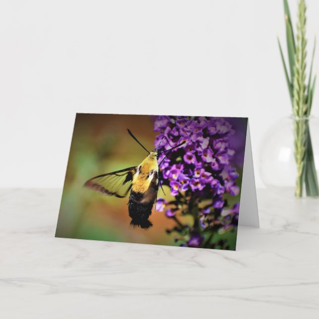 Hummingbird Moth, card (Front)