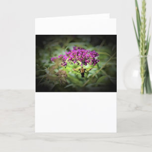 Hummingbird Moth, card