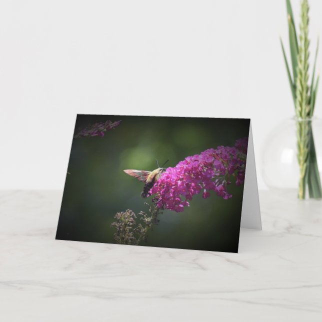 Hummingbird Moth, card (Front)