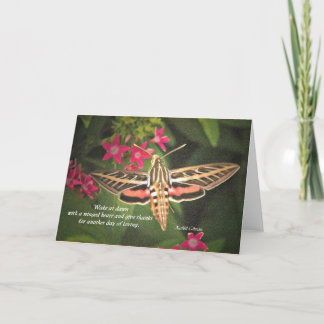Hummingbird Moth card
