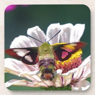 Hummingbird Moth Coaster