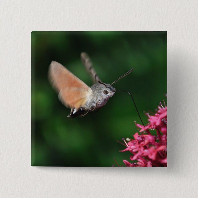 Hummingbird moth hovering 15 cm square badge (Front)