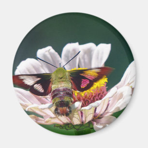 Hummingbird Moth Magnet