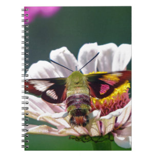 Hummingbird Moth Notebook