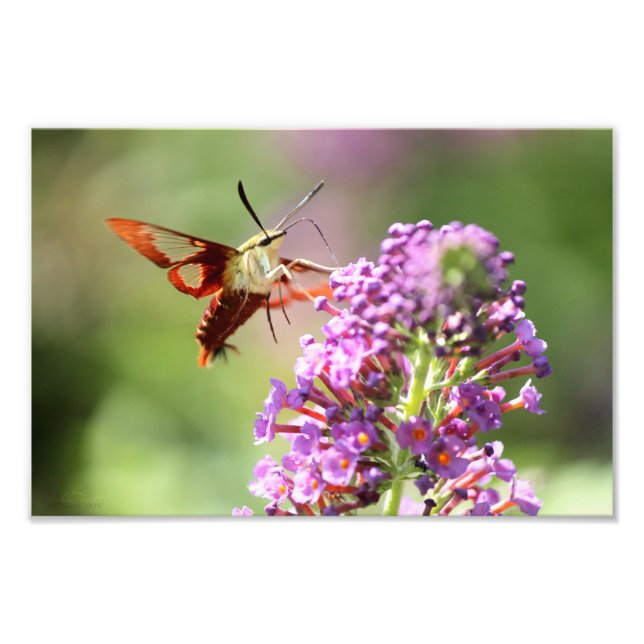 Hummingbird Moth on a Butterfly Bush  Photo Print (Front)
