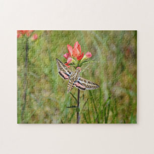 Hummingbird Moth on Indian Paintbrush Wildflower Jigsaw Puzzle