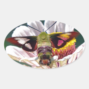 Hummingbird Moth Oval Sticker