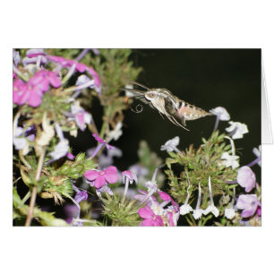 Hummingbird Moth & Phlox