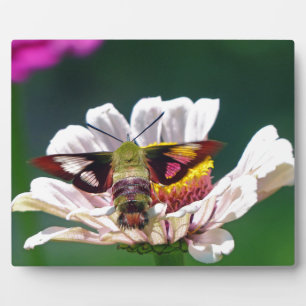 Hummingbird Moth Plaque