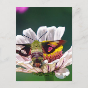 Hummingbird Moth Postcard