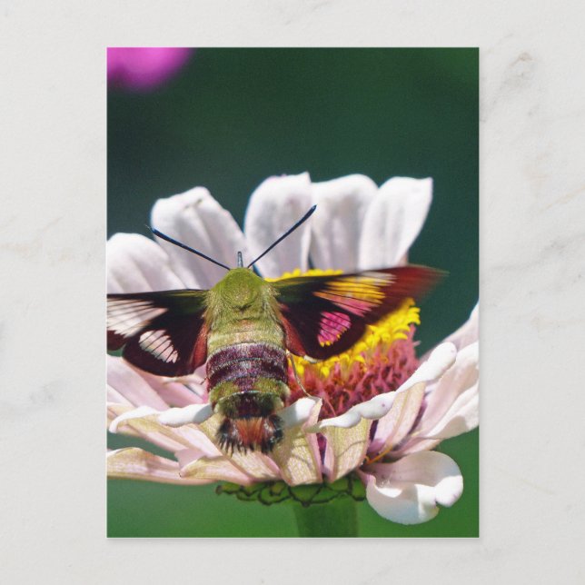 Hummingbird Moth Postcard (Front)
